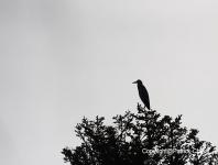 images/Oiseaux/oiseaux-(14) copie.jpg